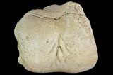Theropod Phalange (Toe Bone) Section - Montana #103749-3